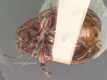 Media type: image; Entomology 9787   Aspect: habitus ventral view